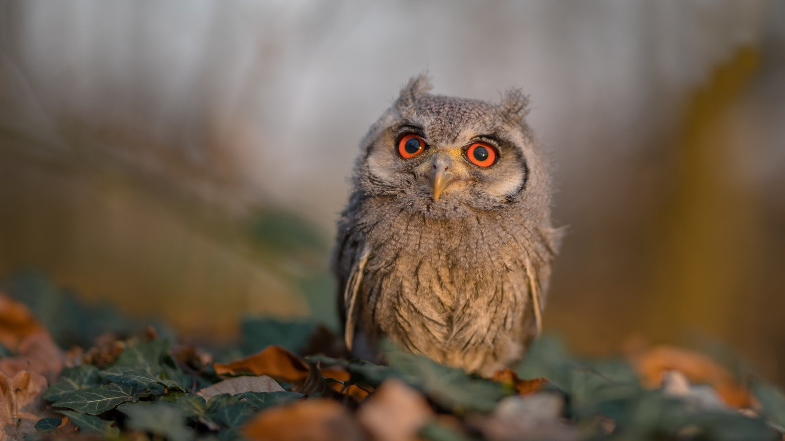 中国篮球职业联赛市场营销创新，篮球的市场营销