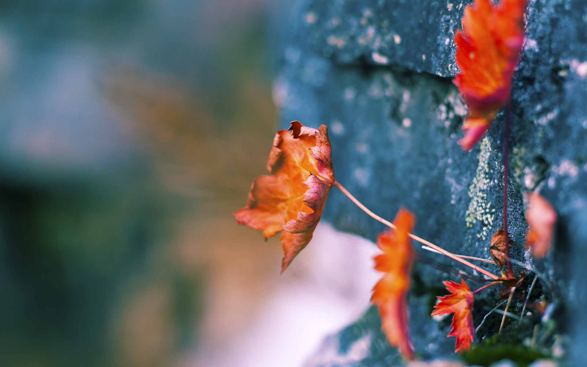 中国篮球职业联赛市场营销策略分析与实施，篮球的市场营销