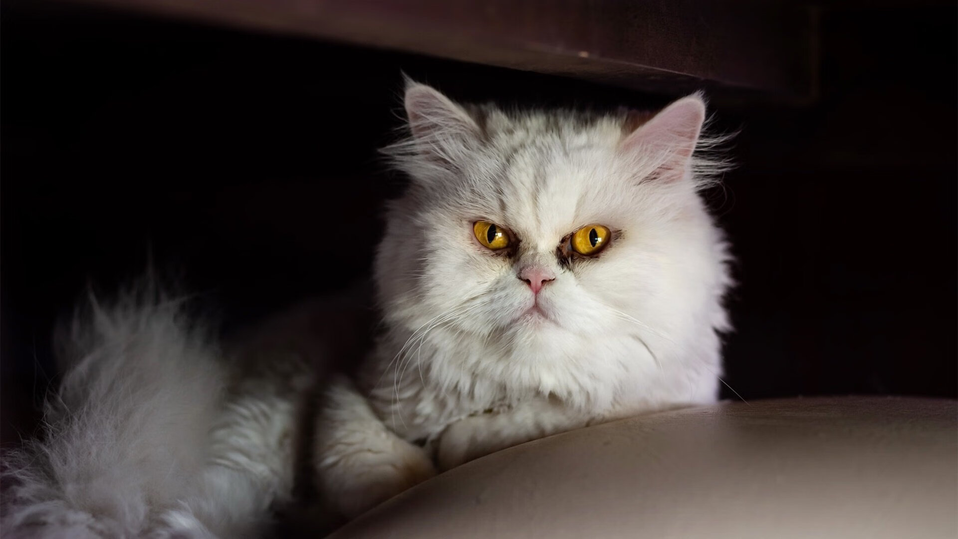 中国篮球职业联赛球队体能分布及训练策略，中国篮球体能训练指南