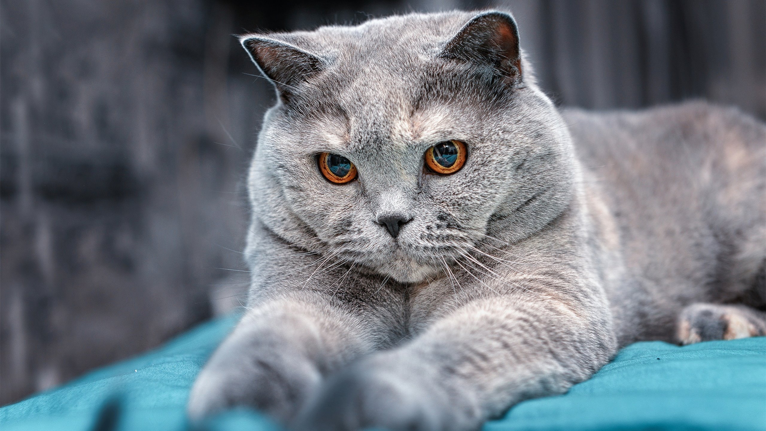 中国篮球职业联赛球队战术体系优化研究,中国职业篮球联赛简写