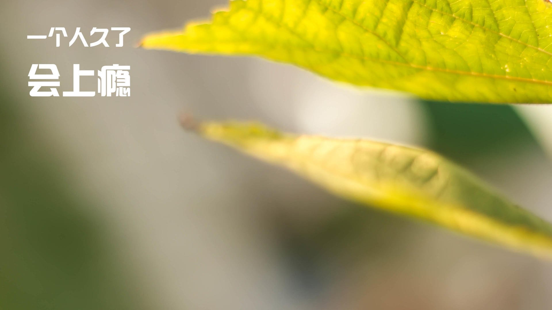 中国篮球职业联赛球队战术体系优化路径，业余篮球队战术