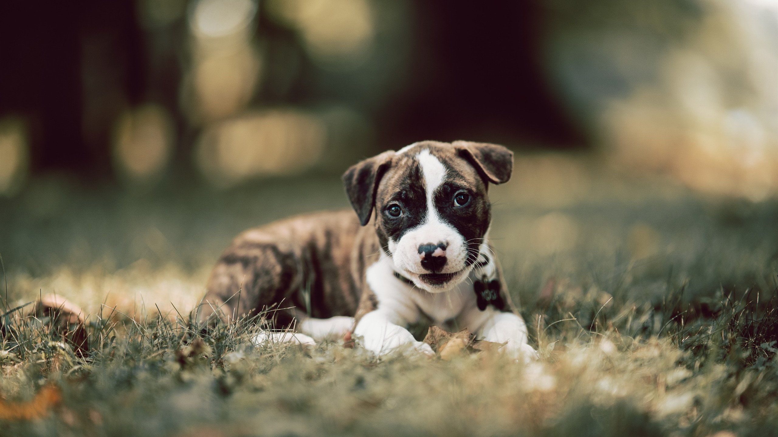 中国篮球职业联赛球队战术体系创新案例分析，篮球战术分析系统