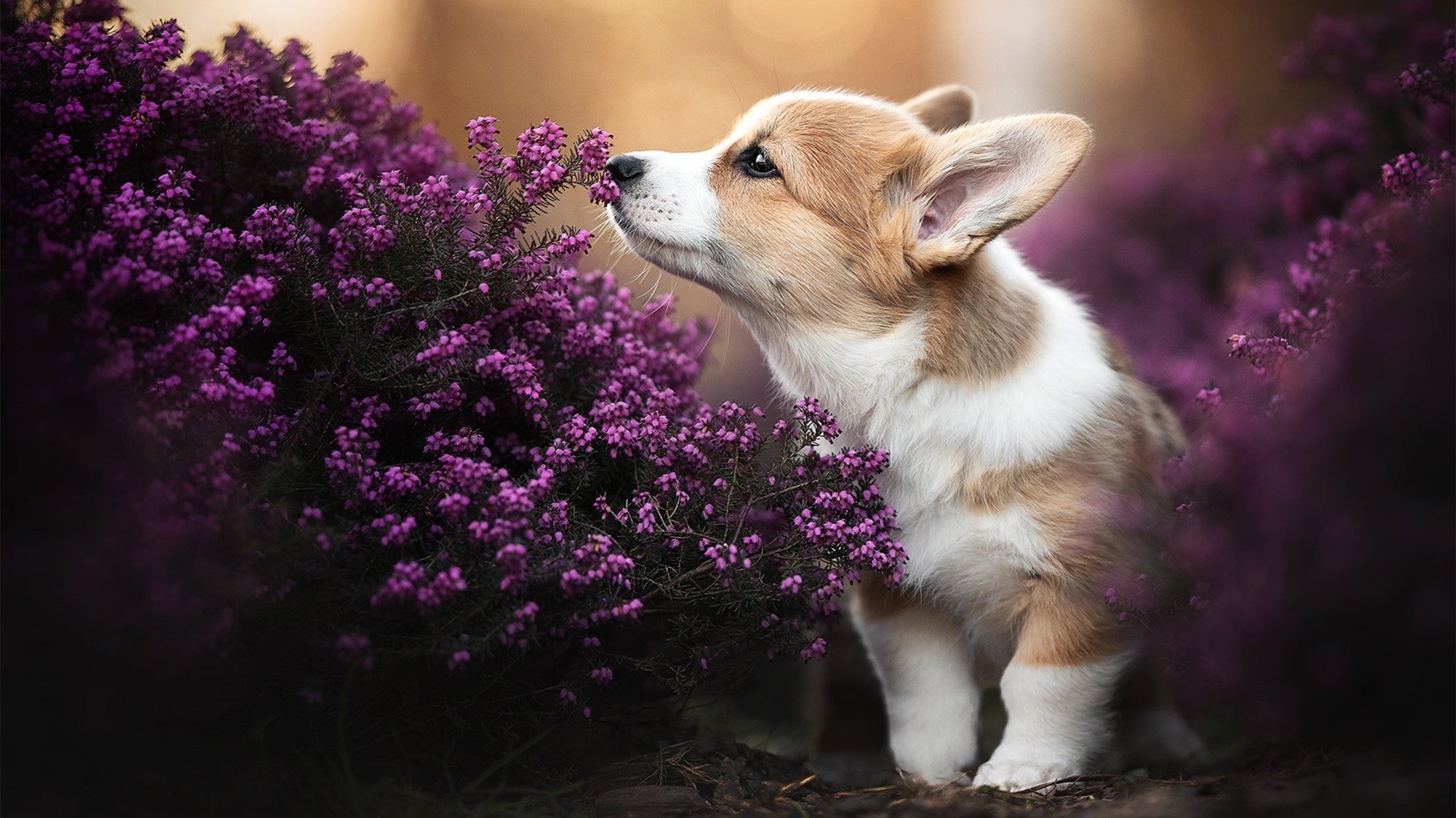 中国篮球职业联赛球队战术演变与创新分析，中国篮球规划