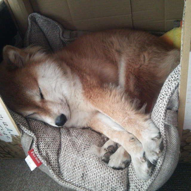 中国篮球职业联赛经济效益及可持续发展研究，国内篮球职业联赛