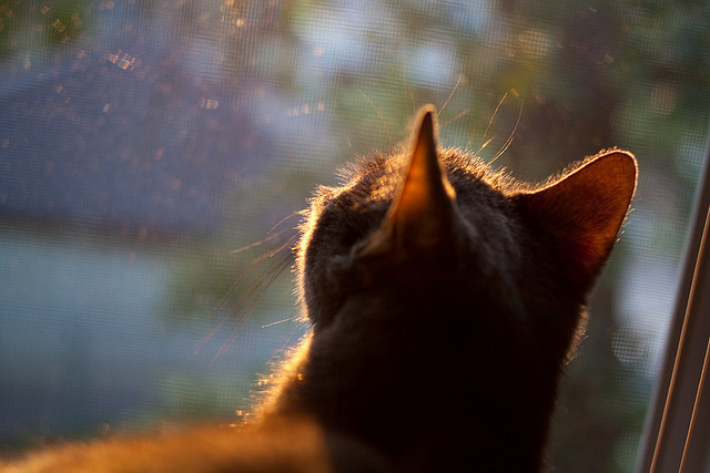 中国篮球职业球员的职业寿命统计与延长策略,中国职业篮球运动员平均身高