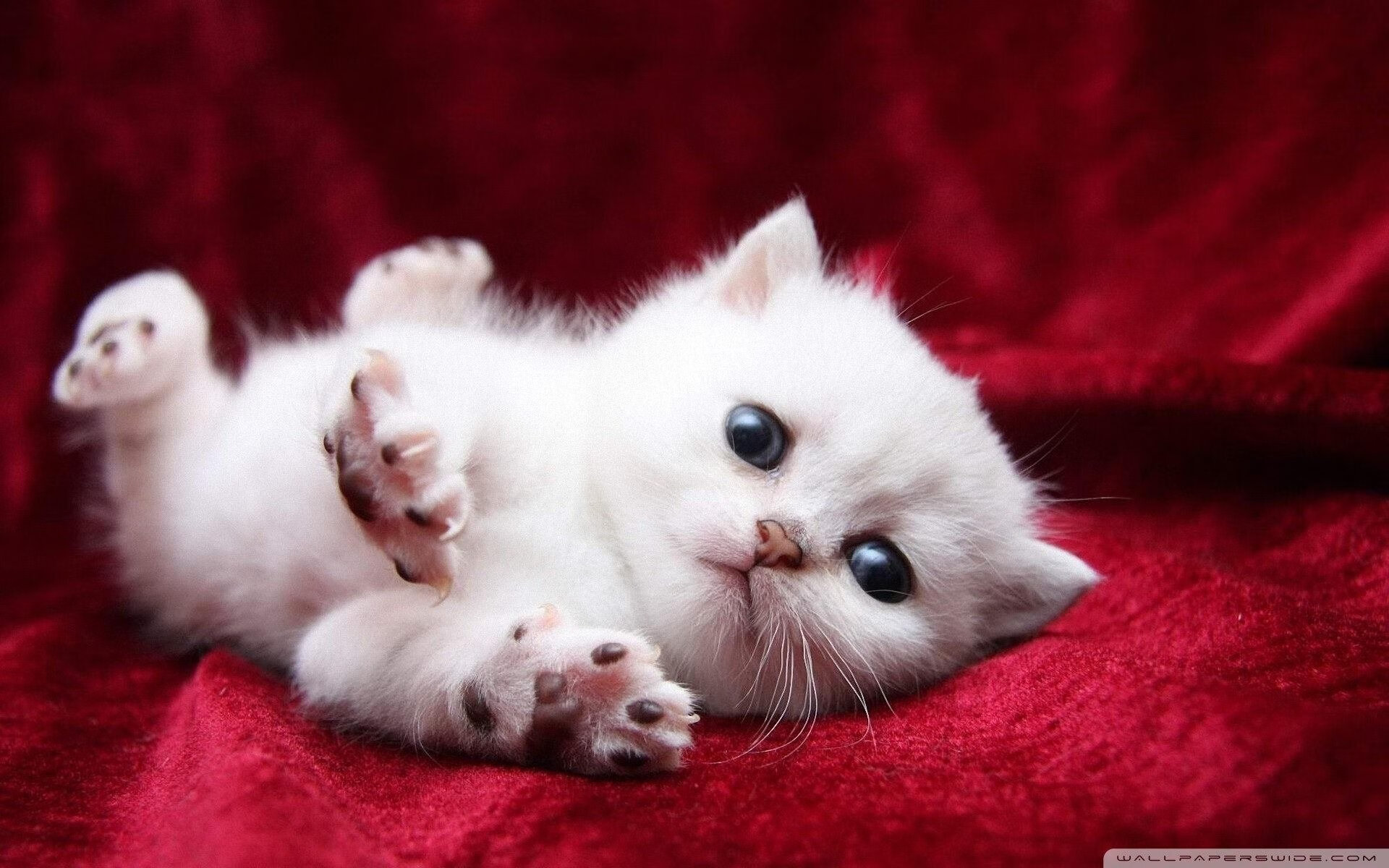 中国足球教练员考核体系与战术执行效率的关联，中国足球教练员培训管理