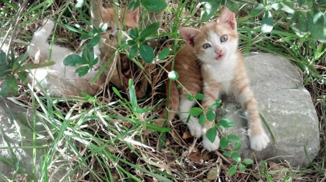中国足球青训基地人才培养新模式,中国足球青训基地人才培养新模式是什么